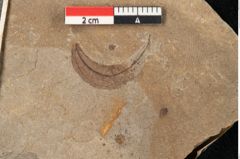 Foto (Detailansicht) von Cinnamomum lanceolatum Unger (NHMW-GEO-2024-0188-11406)